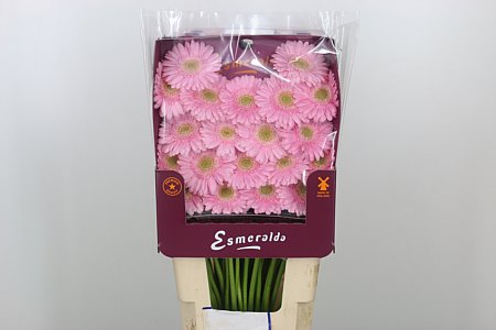 K85474_117835D_45_8_862_80_H_1-10 Gerbera Ge Mi @ Babble