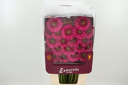 Gerbera Ge Mi @ Caressa 45 cm