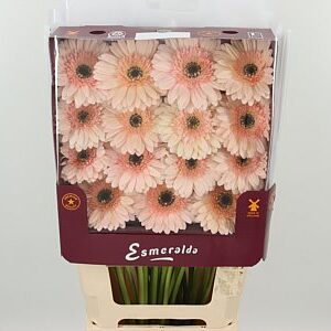Gerbera Cafe Del Mar krémovo-ružovej farby