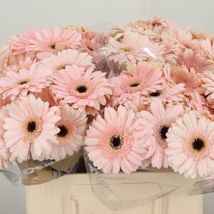 Gerbera Ge Mi @ Macaron s jemnými pastelovými okvetnými lístkami