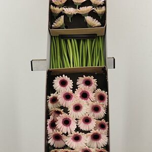 K85474_123136BOX_45_7_614_60_H_1-5 Gerbera Ge Mi @ Abby Lou s plnou hlavou a žiarivými okvetnými lístkami