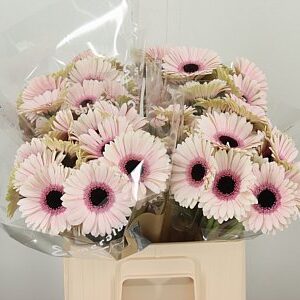 K85474_123136W_50_7_555_80_H_1-10 Gerbera Ge Mi @ Abby Lou s plnou hlavou a žiarivými okvetnými lístkami