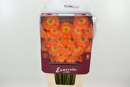 K85474_131107D_45_7_862_80_H_1-6 Gerbera Ge Mi Aq Gizela