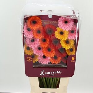 K85474_14022BASIS_45_7_862_80_H_1-6 Gerbera Ge Mi @ Mix Basis 45 cm