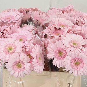 K85474_28237W_50_7_555_80_H_1-9 Gerbera Ge Mi @ Bridal Kimsey 45 cm