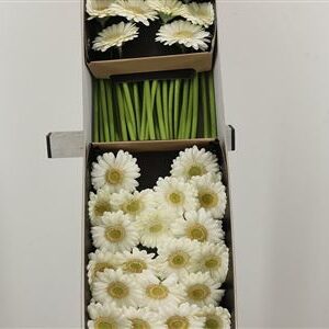 K85474_29059BOX_45_7_614_60_H_1-8 Biela gerbera Ge Mi s dlhou stonkou