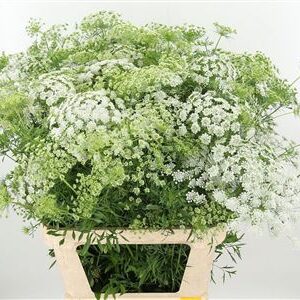 K85602_3967_90_0_90_997_100_H_1 Ammi Majus Fine White 70 cm rezaný kvet