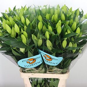 Biela ľalia Li Or Pacific Ocean White s výškou 95 cm