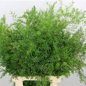 Asparagus Dens Cwebe