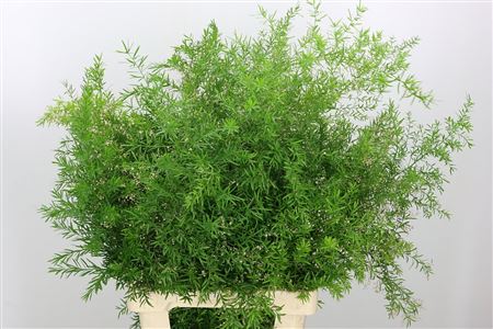Asparagus Dens Cwebe