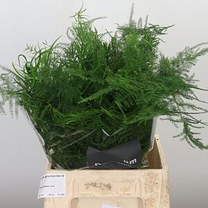 Asparagus Mixed