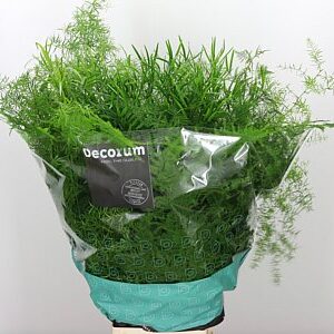 Asparagus Mixed