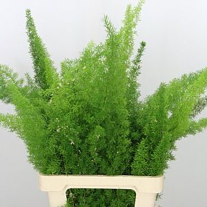 Asparagus Dens Myers