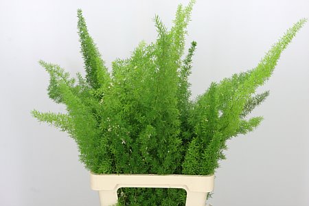 Asparagus Dens Myers