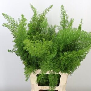 Asparagus Dens Myers