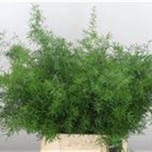 K87793_1283_45_0_55_566_50_H_1-25 Asparagus Sprengeri 45 cm