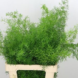 Asparagus Sprengeri