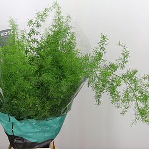 Asparagus Sprengeri