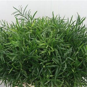 Asparagus Falcatus