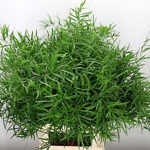 Asparagus Falcatus