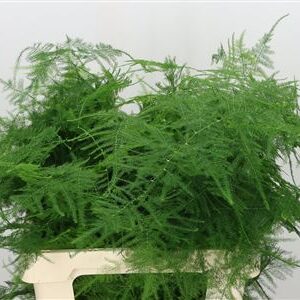 Asparagus Medium