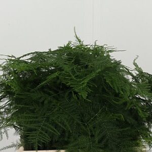 Asparagus Small