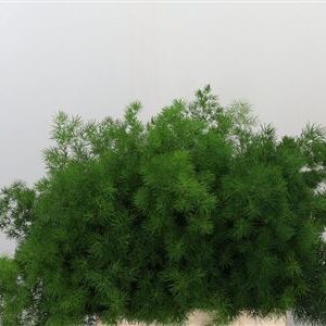 Asparagus Umbellatus