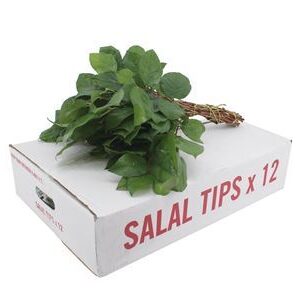 K8_1197TIKL_45_0_0_989_12_H_1-84 Salal Tips 45 cm