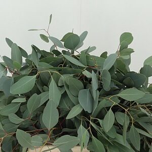 K900059_11838_50_150_0_566_10_H_1-1 Eukalyptus Populus 70 cm