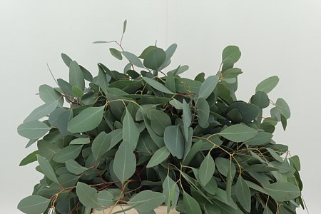 K900059_11838_50_150_0_566_10_H_1-1 Eukalyptus Populus 70 cm