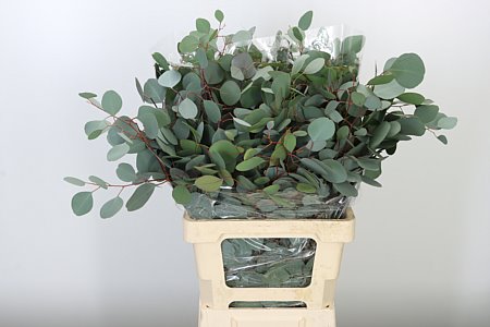 K900059_11838_70_300_0_996_10_H_1-12 Eukalyptus Populus 70 cm