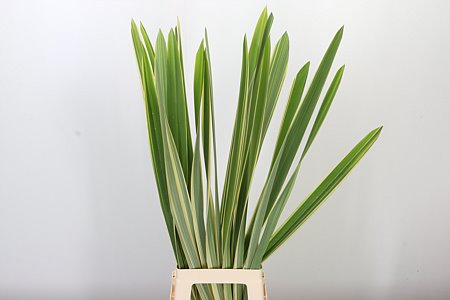 K900061_19736_80_0_0_996_20_H_1-9 Dec Phormium T Variegatum so zelenými a bielymi pruhmi