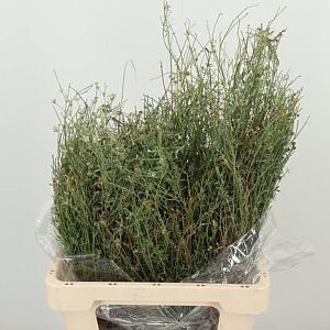 Tymián Dec 60 cm