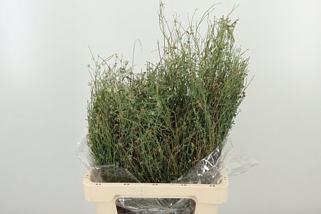 Tymián Dec 60 cm