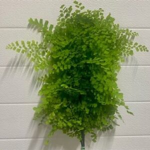 Adiantum Capelvenere 55 cm