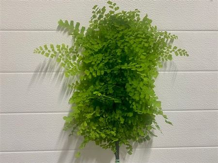 Adiantum Capelvenere 55 cm