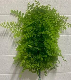 K900061_23963CV_55_H_1-10 Adiantum Capelvenere 55 cm