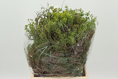 Euphorbia Spinoza 50 cm