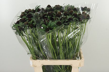 Scabiosa White Scoop rezaný kvet