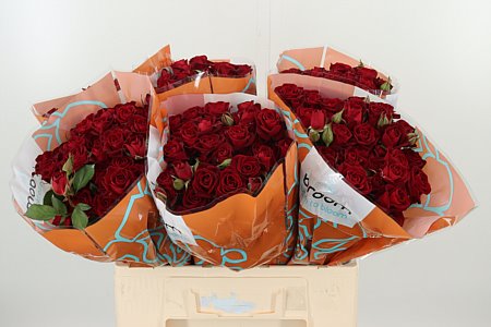Červená ruža Red Naomi s 50 cm stonkou