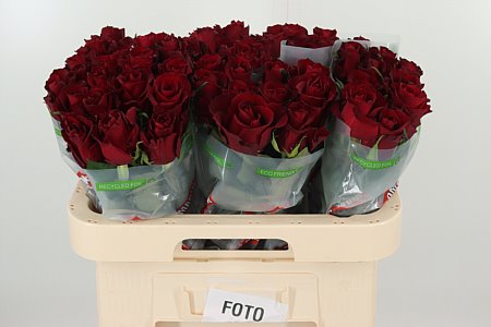 Červená ruža Grand Prix Ever Red s dlhou stonkou