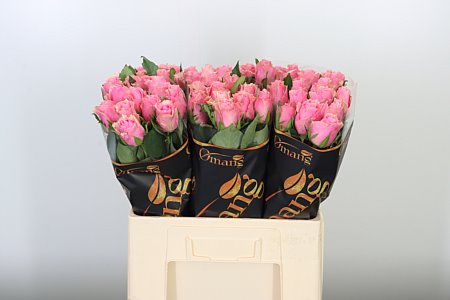 Eustoma Celeb Ice farbená