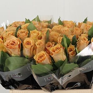 K94737_130119_40_H_1-4 Ruža Gr Salty Caramel 40 cm