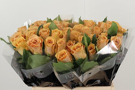 Ruža Gr Salty Caramel 40 cm