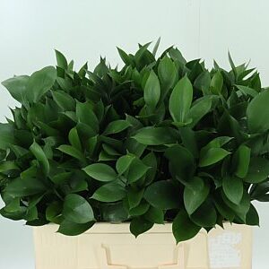 K95542_277_50_0_0_588_200_H_1-31 Ruscus Hypophyllum 70 cm