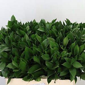 K95542_277_60_0_0_588_200_H_1-51 Ruscus Hypophyllum 70 cm