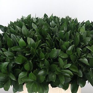 Ruscus Hypophyllum 70 cm