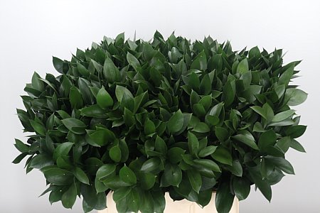 Ruscus Hypophyllum 70 cm