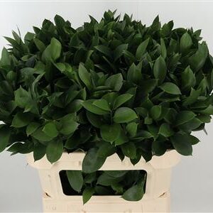 Ruscus Hypophyllum 70 cm