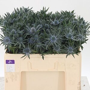 Eryngium Orion Qstar s modro-fialovými súkvetiami
